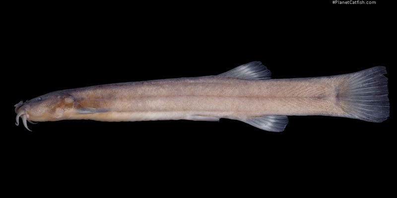 Cambeva ventropapillata