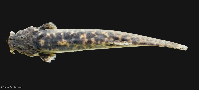 Cambeva ytororo