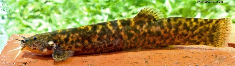 Cambeva ytororo