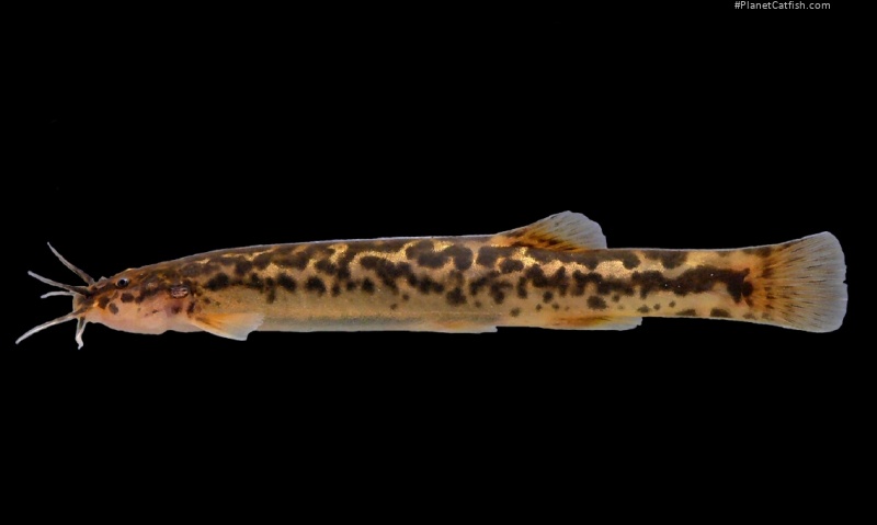 Cambeva zonata