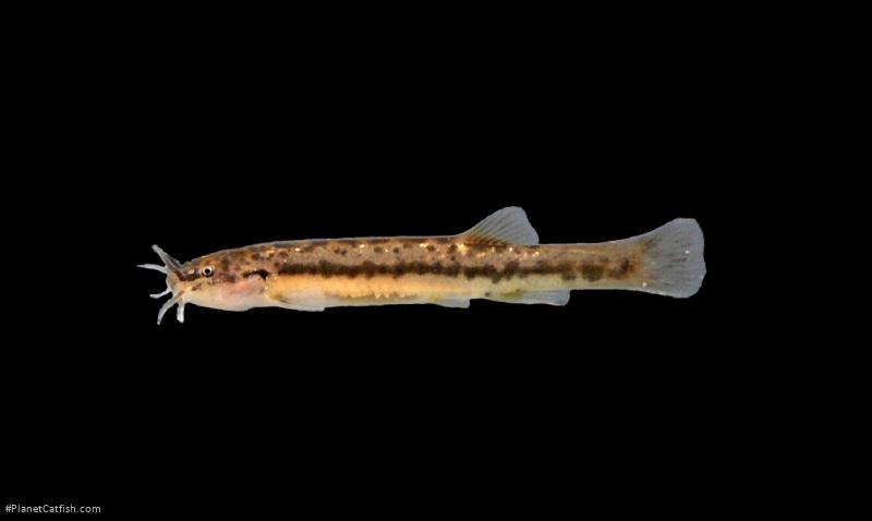 Cambeva zonata