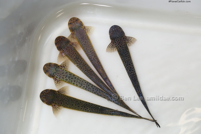 Henonemus punctatus