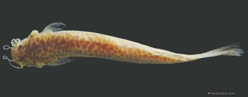 Ituglanis crispim