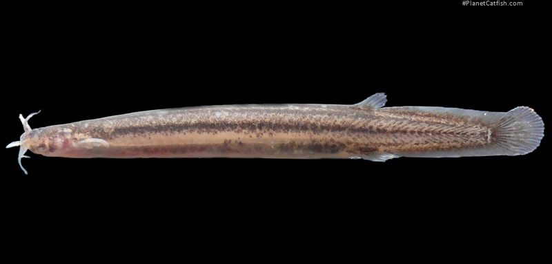Listrura bernunssa