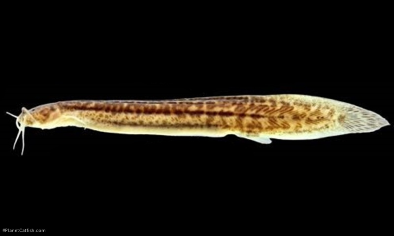 Listrura depinnai