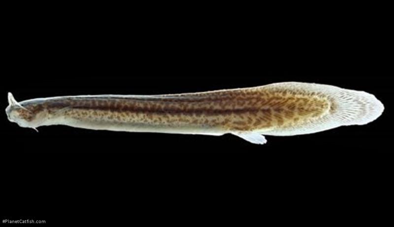 Listrura depinnai