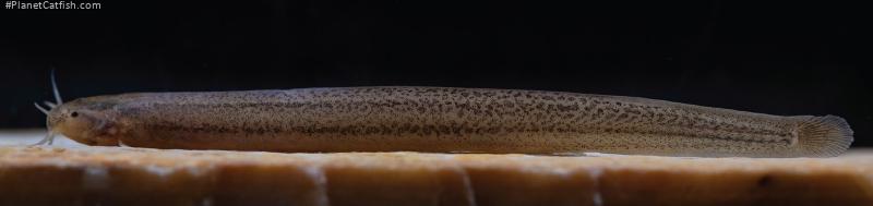 Listrura elongata