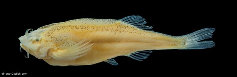 Malacoglanis gelatinosus