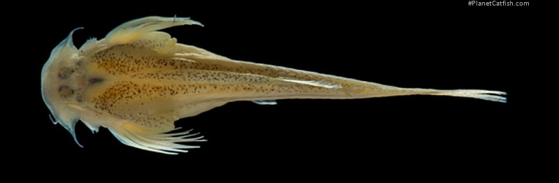 Malacoglanis gelatinosus