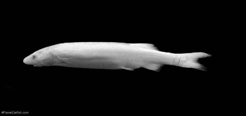 Megalocentor echthrus