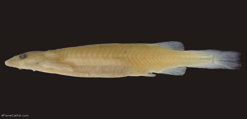Paracanthopoma capeta
