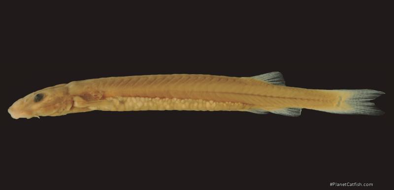 Paracanthopoma carrapata