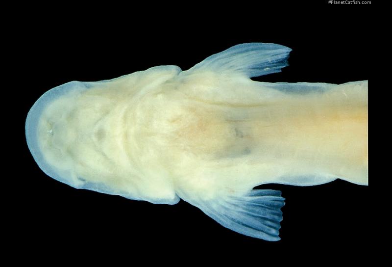 Paracanthopoma saci