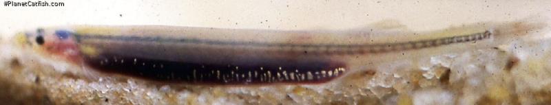 Paravandellia alleynei