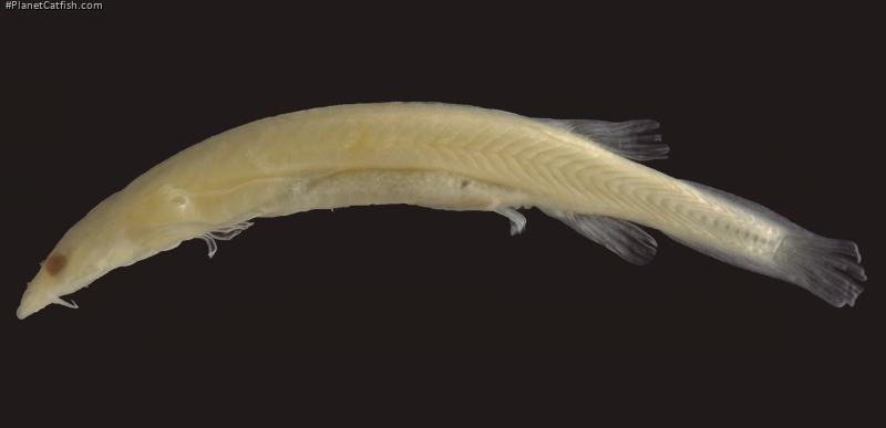 Paravandellia vampyra
