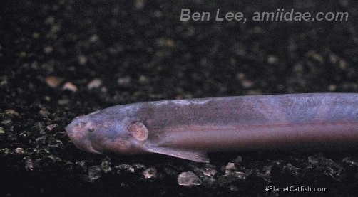 Pareiodon microps