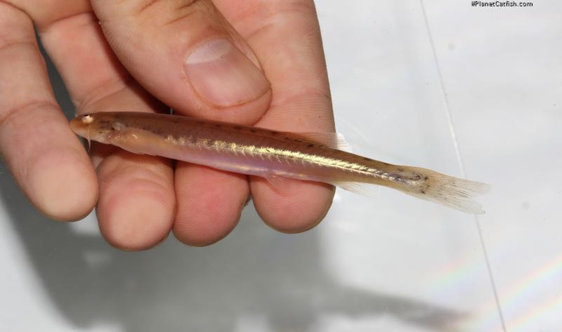 Pseudostegophilus maculatus