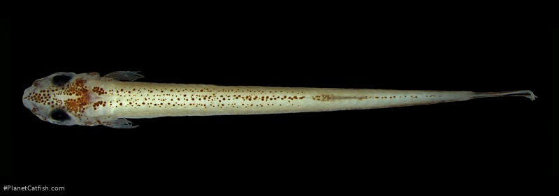 Rhinotridens chromocaudatus