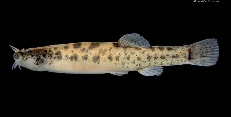 Scleronema guapa