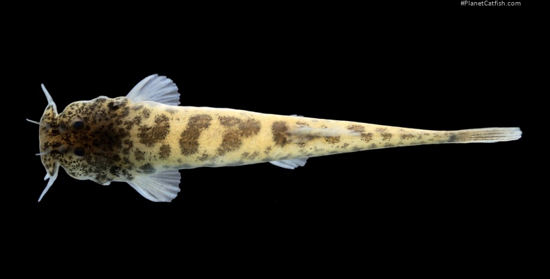 Scleronema guapa