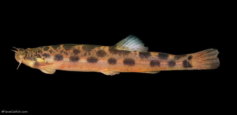 Scleronema macanuda