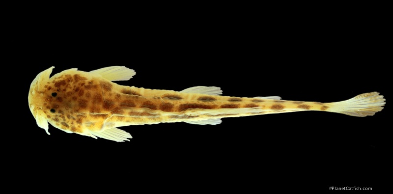 Scleronema macanuda