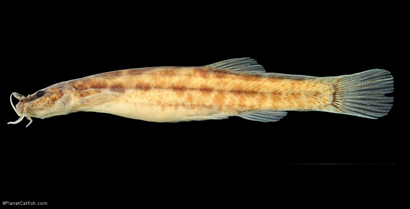 Scleronema mate