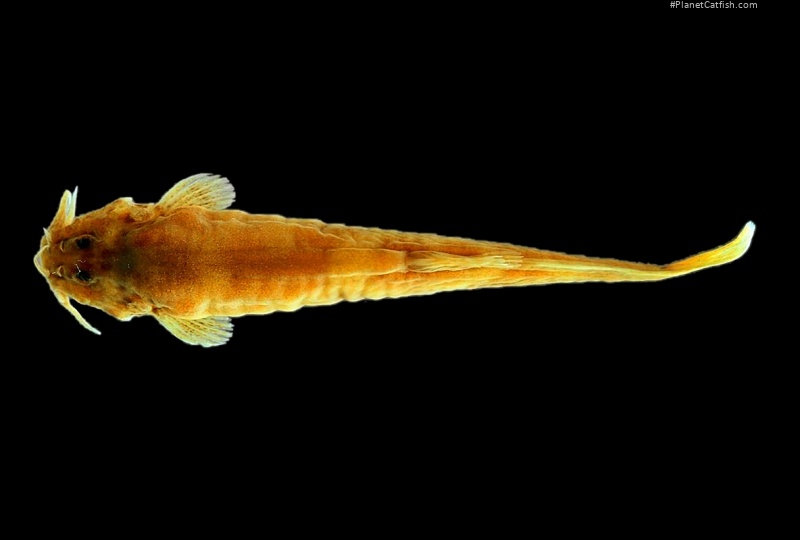 Scleronema teiniagua