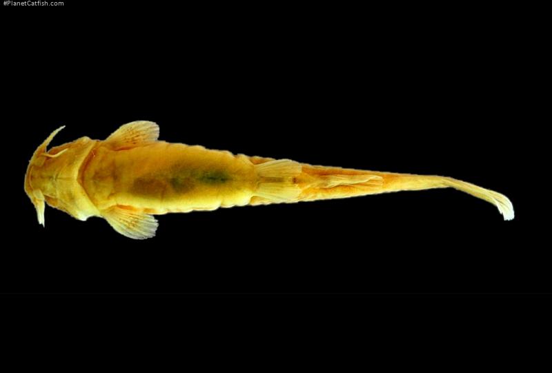 Scleronema teiniagua