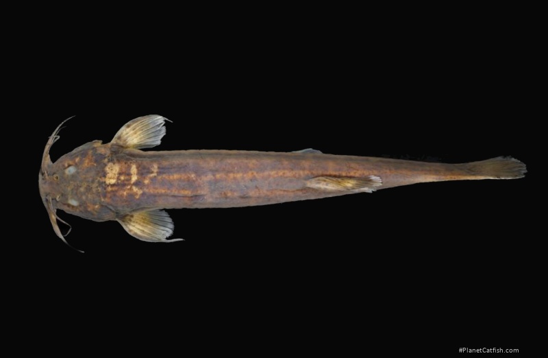 Trichomycterus brigadeirensis