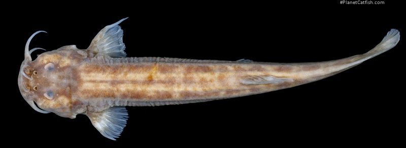 Trichomycterus fabioheppi