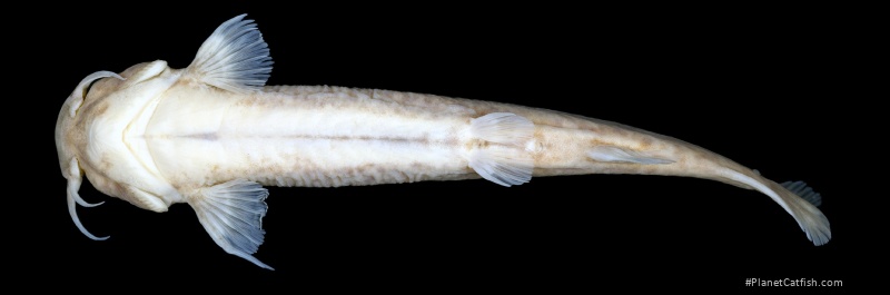 Trichomycterus fabioheppi