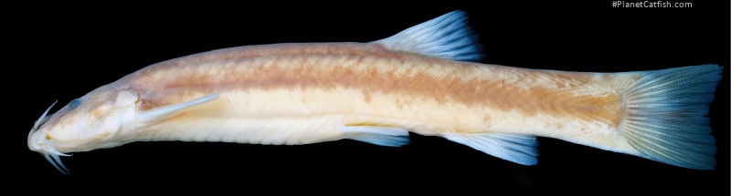Trichomycterus largoperculatus