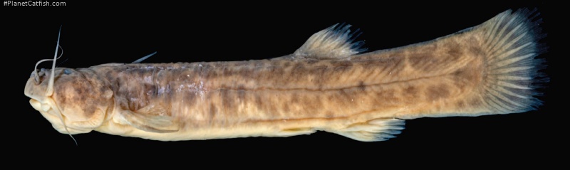 Trichomycterus lauzannii