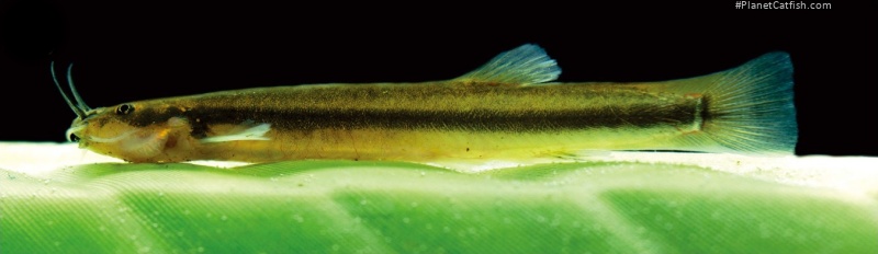 Trichomycterus mutabilicolor