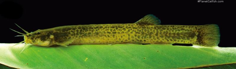 Trichomycterus mutabilicolor