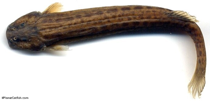 Trichomycterus retropinnis