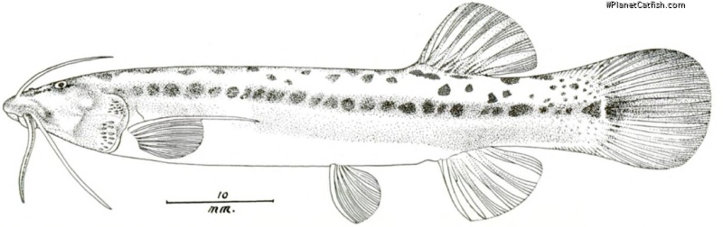 Trichomycterus romeroi