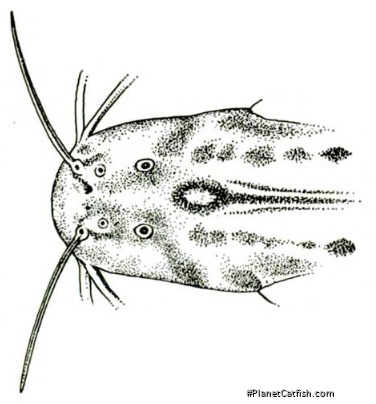 Trichomycterus romeroi