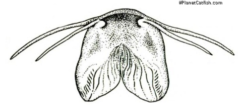 Trichomycterus romeroi