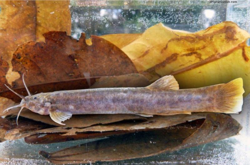 Trichomycterus sp. `JIBOIA`