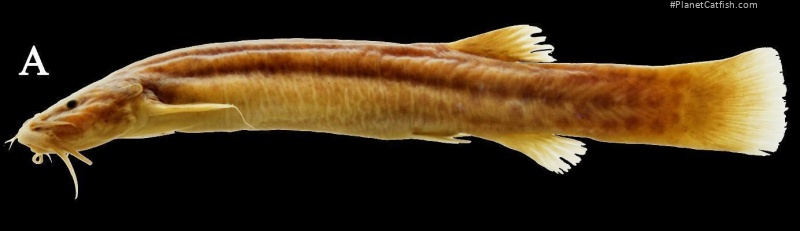 Trichomycterus sp. `JIBOIA`
