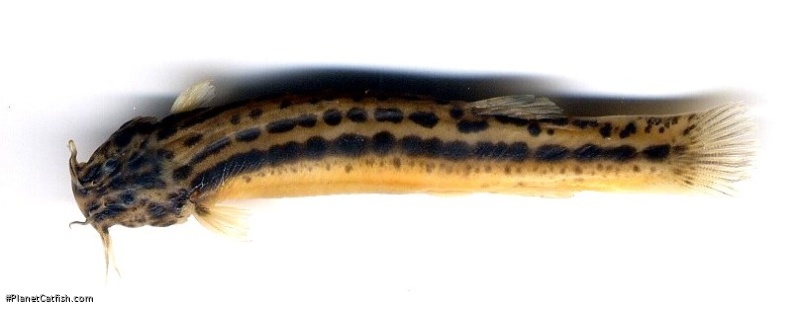 Trichomycterus striatus
