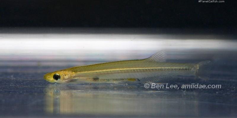 Tridentopsis brevis