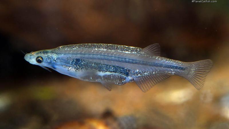 Tridentopsis sp. `PARAGUAY`