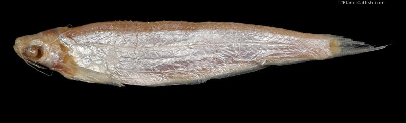 Ailiichthys punctata