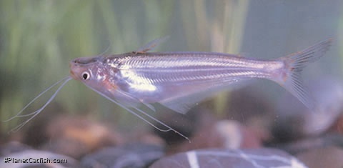 Clupisoma longianale