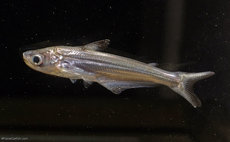 Eutropiichthys vacha