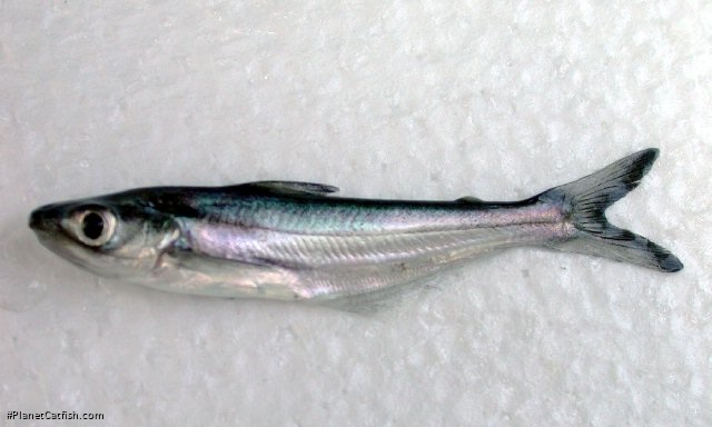 Silonia silondia