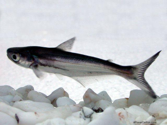 Silonia silondia